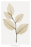 Salal Posters by Steven N. Meyers