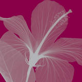 Hibiscus/Silver (small) Posters by Steven N. Meyers