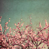 Springtime II Poster by Susan Bryant