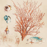 Coral Medley II Prints by Lanie Loreth