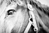 Horseback Riding I Print by Susan Bryant