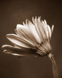 Sepia Flower II Posters by Gail Peck