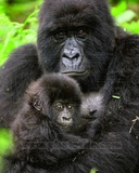 Gorillas Photo
