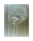 Flaura II Giclee Print by W. Blake