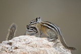 Two Least Chipmunk (Tamias Minimus), Custer State Park, South Dakota, United States of America Photographic Print by James Hager