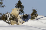 Polar Bear (Ursus Maritimus) and Cubs, Wapusk National Park, Churchill, Hudson Bay, Canada Photographic Print by David Jenkins