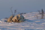 Polar Bear (Ursus Maritimus) and Cub, Wapusk National Park, Churchill, Hudson Bay, Manitoba, Canada Photographic Print by David Jenkins