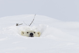 Polar Bear (Ursus Maritimus), Wapusk National Park, Churchill, Hudson Bay, Manitoba, Canada Photographic Print by David Jenkins