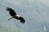 Black Kite (Milvus Migrans) in Flight Hunting Passerines, Luz Saint Sauveur, Haute-Pyrenees, France Photographie par Nick Upton