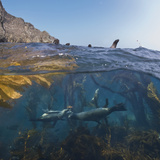 Underwater Photo of Kelp and Sea Lions, Anacapa, Channel Islands National Park, California, USA Photographic Print by Antonio Busiello
