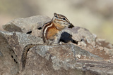 Colorado Chipmunk (Eutamias Quadrivittatus) Eating, San Juan National Forest, Colorado, USA Photographic Print by James Hager