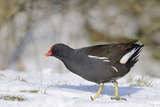 Moorhen Foraging on Snow Covered Pastureland Bordering a Lake, Wiltshire, England, UK Photographic Print by Nick Upton