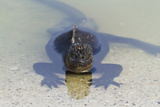 Galapagos Marine Iguana (Amblyrhynchus Cristatus), Las Bachas, Santa Cruz Is, Galapagos Is, Ecuador Photographic Print by Michael Nolan