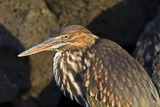 Lava Heron (Striated Heron) (Butorides Striata), Puerto Egas, Santiago Island, Galapagos, Ecuador Photographic Print by Michael Nolan