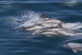 Long-Beaked Common Dolphins, Isla San Esteban, Gulf of California (Sea of Cortez), Mexico Photographic Print by Michael Nolan