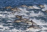 Long-Beaked Common Dolphin (Delphinus Capensis) Pod, Isla San Esteban, Gulf of California, Mexico Photographic Print by Michael Nolan