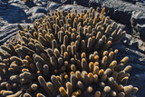 Endemic Lava Cactus (Brachycereus Spp,), Fernandina Island, Galapagos Isl., UNESCO Site, Ecuador Photographic Print by Michael Nolan