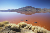 Laguna Colorada on the Altiplano, Potosi Department, Bolivia, South America Photographic Print by Ian Trower