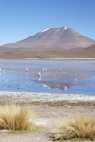 Flamingoes at Laguna Adeyonda on Altiplano, Potosi Department, Bolivia, South America Photographic Print by Ian Trower