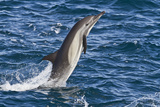 Long-Beaked Common Dolphin, Isla San Esteban, Gulf of California (Sea of Cortez), Mexico Photographic Print by Michael Nolan