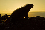 Galapagos Marine Iguana (Amblyrhynchus Cristatus), Fernandina Island, UNESCO Site, Ecuador Photographic Print by Michael Nolan