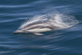 Long-Beaked Common Dolphin, Isla San Esteban, Gulf of California (Sea of Cortez), Mexico Photographic Print by Michael Nolan