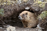 Yellow-Bellied Marmot at Burrow Entrance, San Juan Nat'l Forest, Colorado, USA Photographic Print by James Hager