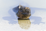 Galapagos Marine Iguana (Amblyrhynchus Cristatus), Las Bachas, Santa Cruz Is, Galapagos Is, Ecuador Photographic Print by Michael Nolan