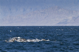 Long-Beaked Common Dolphins, Isla San Esteban, Gulf of California (Sea of Cortez), Mexico Photographic Print by Michael Nolan
