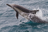 Long-Beaked Common Dolphin, Isla San Esteban, Gulf of California (Sea of Cortez), Mexico Photographic Print by Michael Nolan
