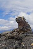 Galapagos Marine Iguana (Amblyrhynchus Cristatus), Fernandina Island, UNESCO Site, Ecuador Photographic Print by Michael Nolan