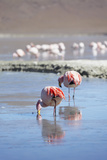 Flamingoes at Laguna Adeyonda on Altiplano, Potosi Department, Bolivia, South America Photographic Print by Ian Trower