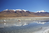 Flamingoes at Laguna Adeyonda on Altiplano, Potosi Department, Bolivia, South America Photographic Print by Ian Trower