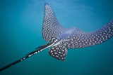 Spotted Eagle Ray (Aetobatus Narinari) Underwater, Leon Dormido Is, San Cristobal Island, Ecuador Photographic Print by Michael Nolan