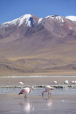 Flamingoes at Laguna Adeyonda on Altiplano, Potosi Department, Bolivia, South America Photographic Print by Ian Trower