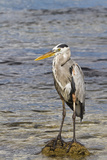 Adult Great Blue Heron (Ardea Herodias Cognata), Cerro Dragon, Santa Cruz Is, Galapagos Is, Ecuador Photographic Print by Michael Nolan