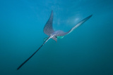 Spotted Eagle Ray (Aetobatus Narinari) Underwater, Leon Dormido Is, San Cristobal Island, Ecuador Photographic Print by Michael Nolan