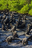 Galapagos Marine Iguanas (Amblyrhynchus Cristatus), Fernandina Island, UNESCO Site, Ecuador Photographic Print by Michael Nolan