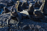 Galapagos Marine Iguanas (Amblyrhynchus Cristatus), Fernandina Island, UNESCO Site, Ecuador Photographic Print by Michael Nolan