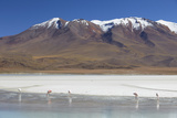 Flamingoes at Laguna Adeyonda on Altiplano, Potosi Department, Bolivia, South America Photographic Print by Ian Trower