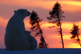 Polar Bear (Ursus Maritimus) and Cub, Wapusk National Park, Churchill, Hudson Bay, Manitoba, Canada Photographic Print by David Jenkins