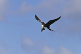 Juvenile Magnificent Frigatebird Attacking an Elliot's Storm Petrel, San Cristobal Island, Ecuador Photographic Print by Michael Nolan