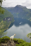Goats Overlooking Geirangerfjorden, Near Geiranger, UNESCO Site, More Og Romsdal, Norway Photographic Print by Gary Cook