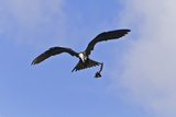 Juvenile Magnificent Frigatebird Attacking an Elliot's Storm Petrel, San Cristobal Island, Ecuador Photographie par Michael Nolan