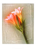 Amaryllis Posters by  Anonymus