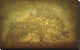 St. Joe Plantation Oak in Fog 3 Stretched Canvas Print by Guion William