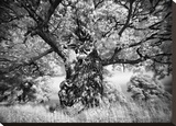 Portrait of a Tree, Study 1 Stretched Canvas Print by Stawiarz Marcin