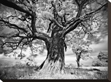 Portrait of a Tree, Study 2 Stretched Canvas Print by Stawiarz Marcin