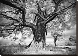 Portrait of a Tree, Study 2 Stretched Canvas Print by Stawiarz Marcin