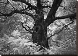 Portrait of a Tree, Study 12 Stretched Canvas Print by Stawiarz Marcin